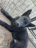 you pick , a male German Shepherd Dog for sale in Emmett, ID – Photo 3 of 3