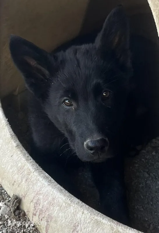 you pick  – German Shepherd Dog puppy for sale in Emmett, ID