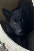 you pick , a male German Shepherd Dog for sale in Emmett, ID – Photo 1 of 3