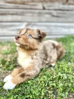 Finn, a male Miniature Australian Shepherd for sale in Orlando, FL – Photo 2 of 2