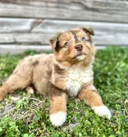 Finn, a male Miniature Australian Shepherd for sale in Orlando, FL – Photo 1 of 2