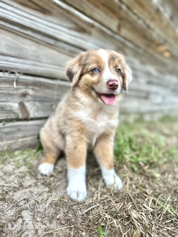 Dash – Miniature Australian Shepherd puppy for sale in Orlando, FL