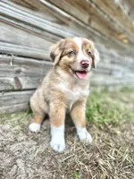 Dash, a male Miniature Australian Shepherd for sale in Orlando, FL – 1 of 2