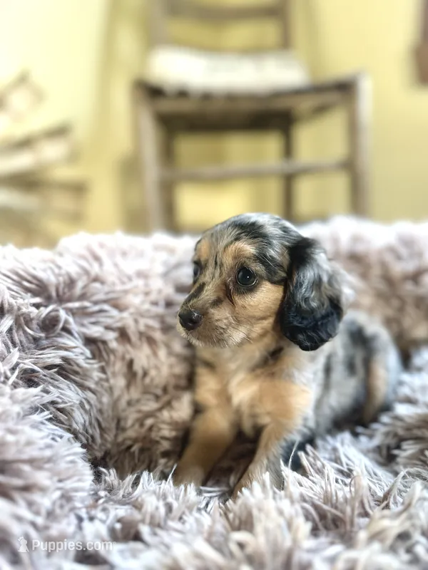 Winnie – Cavapoo puppy for sale in Orlando, FL