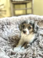 Olli, a female Cavapoo for sale in Orlando, FL – 2 of 2