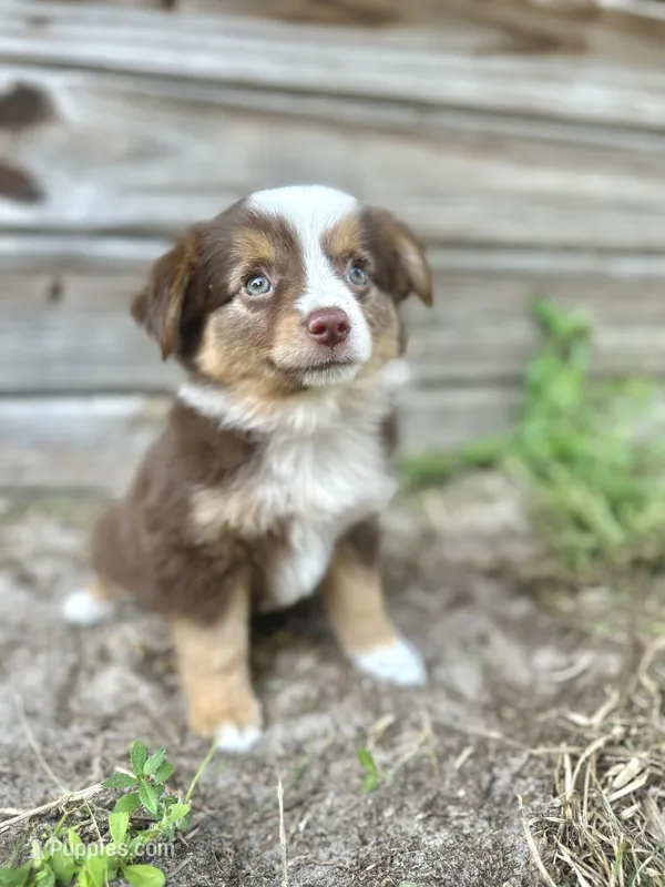 Luna – Australian Shepherd puppy for sale in Orlando, FL