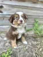Luna, a female Australian Shepherd for sale in Orlando, FL – 1 of 3