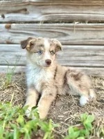 Phoenix, a female Australian Shepherd for sale in Orlando, FL – 2 of 2