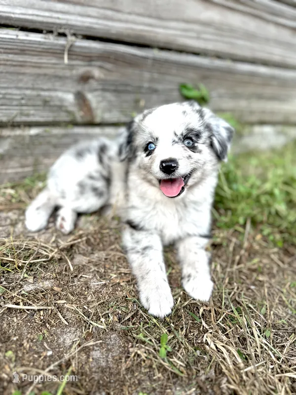 Blue – Australian Shepherd puppy for sale in Orlando, FL