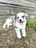 Blue, a male Australian Shepherd for sale in Orlando, FL – 1 of 3