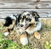 Bentley, a male Australian Shepherd for sale in Orlando, FL – 2 of 2