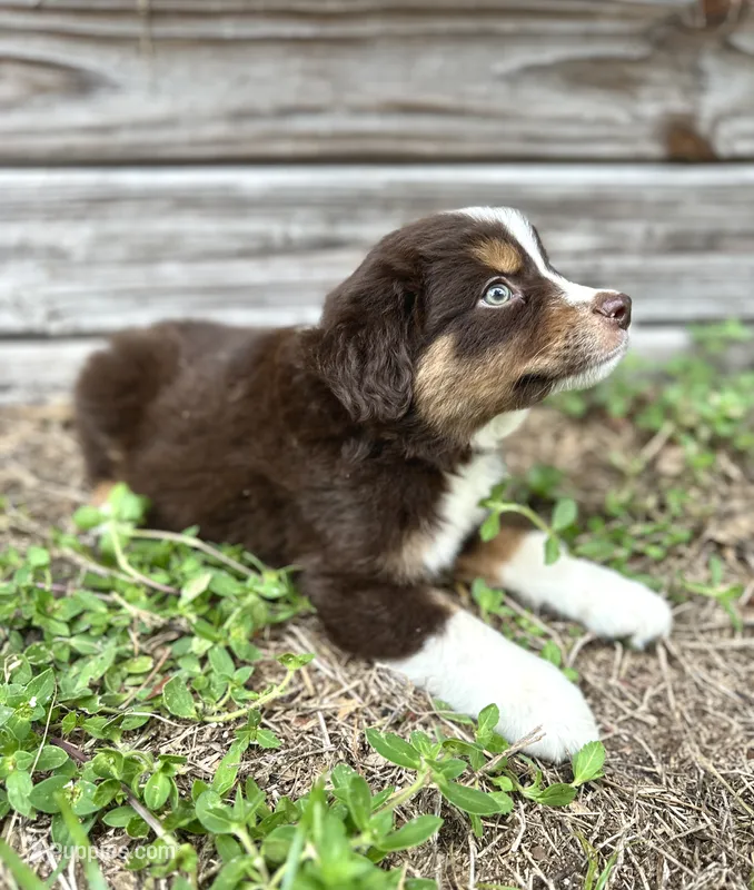 Pyro – Miniature Australian Shepherd puppy for sale in Orlando, FL