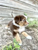 Luna, a female Australian Shepherd for sale in Orlando, FL – 2 of 3