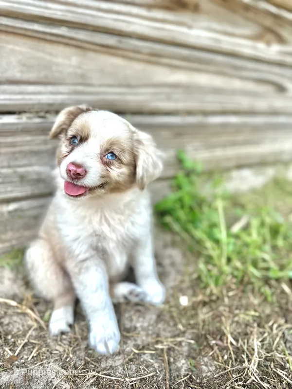 Otto – Australian Shepherd puppy for sale in Orlando, FL