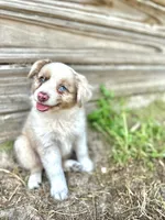 Otto, a male Australian Shepherd for sale in Orlando, FL – 1 of 2