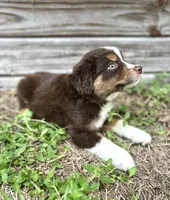 Pyro, a male Australian Shepherd for sale in Orlando, FL – 2 of 2