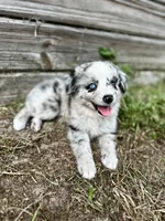Blue, a male Australian Shepherd for sale in Orlando, FL – 3 of 3
