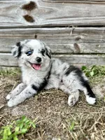 Blue, a male Australian Shepherd for sale in Orlando, FL – 2 of 3
