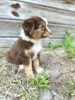 Luna, a female Australian Shepherd for sale in Orlando, FL – 3 of 3