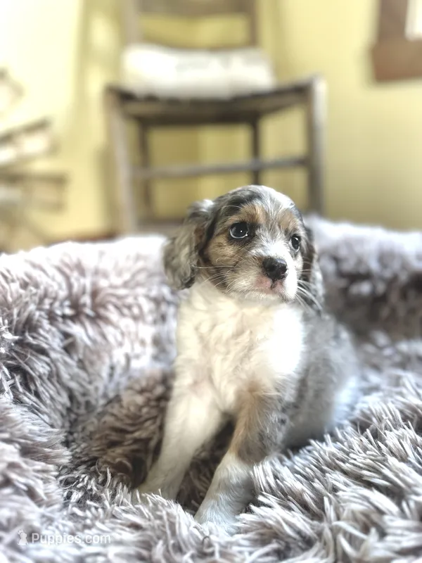 Olli – Cavapoo puppy for sale in Orlando, FL