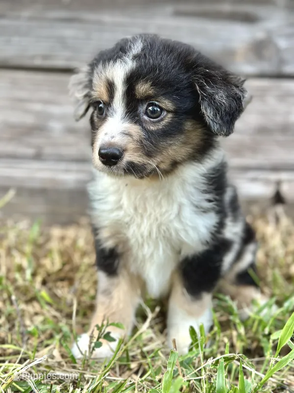 Jet – Australian Shepherd puppy for sale in Orlando, FL