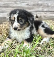 Jet, a female Australian Shepherd for sale in Orlando, FL – Photo 2 of 2