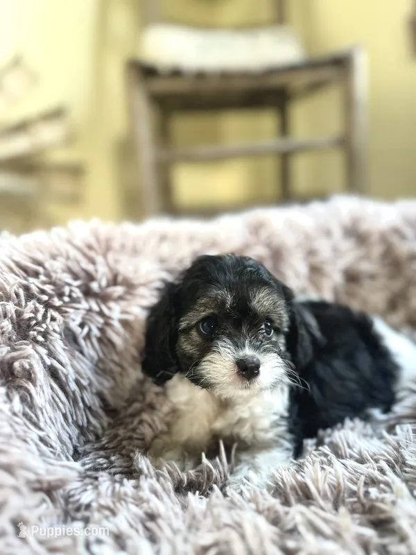 Daisy – Cavapoo puppy for sale in Orlando, FL
