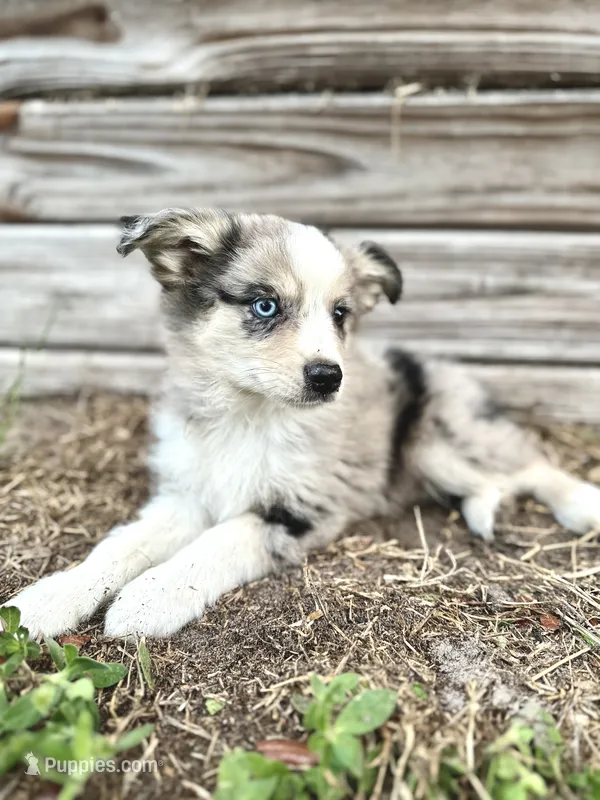 Rowan – Australian Shepherd puppy for sale in Orlando, FL
