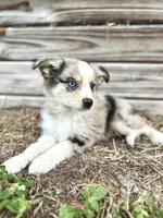 Rowan, a male Australian Shepherd for sale in Orlando, FL – 1 of 2