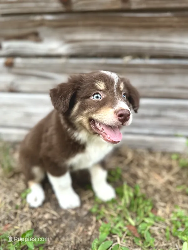 Forrest – Australian Shepherd puppy for sale in Orlando, FL