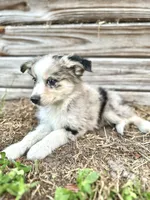 Rowan, a male Australian Shepherd for sale in Orlando, FL – 2 of 2