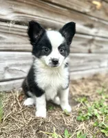 Ash, a female Australian Shepherd for sale in Orlando, FL – 2 of 2