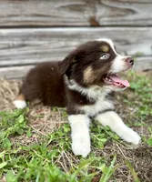 Red, a male Australian Shepherd for sale in Orlando, FL – 2 of 2