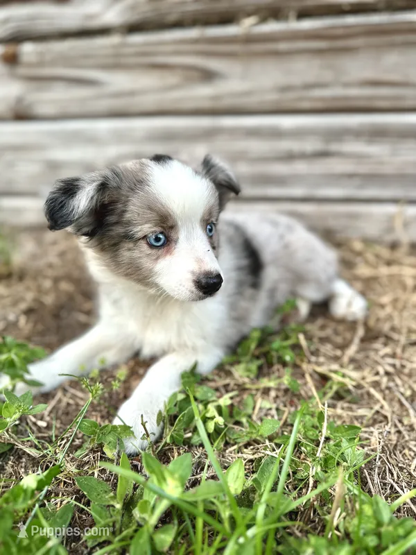 Willow – Australian Shepherd puppy for sale in Orlando, FL