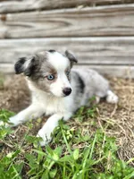 Willow, a female Australian Shepherd for sale in Orlando, FL – 1 of 2