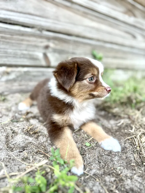 Luna – Miniature Australian Shepherd puppy for sale in Orlando, FL