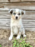 Blue, a female Australian Shepherd for sale in Orlando, FL – 2 of 2