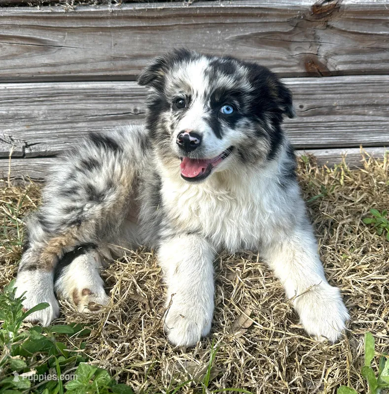 Wren – Australian Shepherd puppy for sale in Orlando, FL