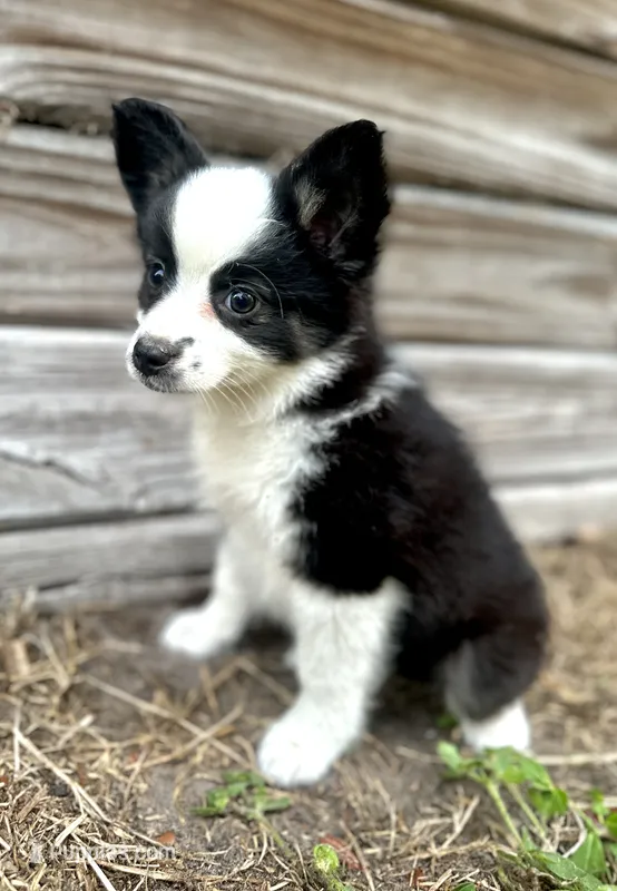 Ash – Australian Shepherd puppy for sale in Orlando, FL