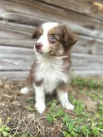 Luna, a female Australian Shepherd for sale in Orlando, FL – 2 of 2