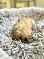 Poppy, a female Cavapoo for sale in Orlando, FL – 2 of 2