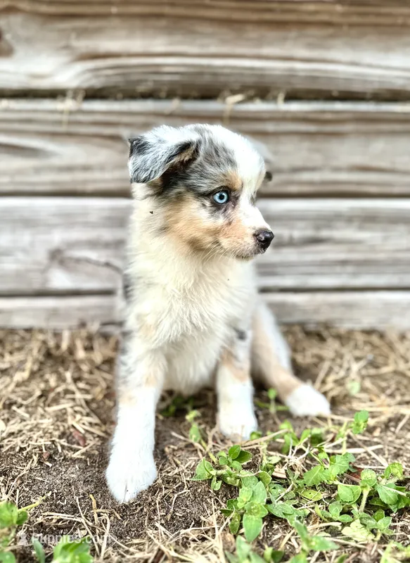 Blue – Australian Shepherd puppy for sale in Orlando, FL