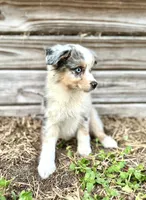 Blue, a female Australian Shepherd for sale in Orlando, FL – 1 of 2