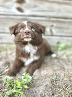 Sadie, a female Australian Shepherd for sale in Orlando, FL – 1 of 2