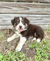Maple, a female Australian Shepherd for sale in Orlando, FL – 2 of 2