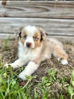 Sky, a female Australian Shepherd for sale in Orlando, FL – 2 of 2