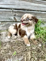 Milo, a male Australian Shepherd for sale in Orlando, FL – 2 of 2