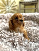 Ruby, a female Cavalier King Charles Spaniel for sale in Orlando, FL – Photo 2 of 2