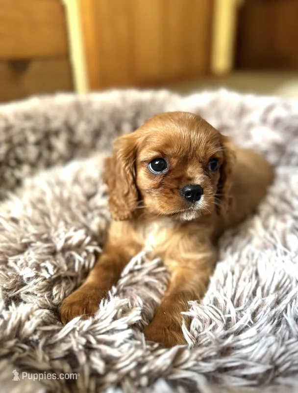 Ruby – Cavalier King Charles Spaniel puppy for sale in Orlando, FL