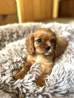 Ruby, a female Cavalier King Charles Spaniel for sale in Orlando, FL – Photo 1 of 2